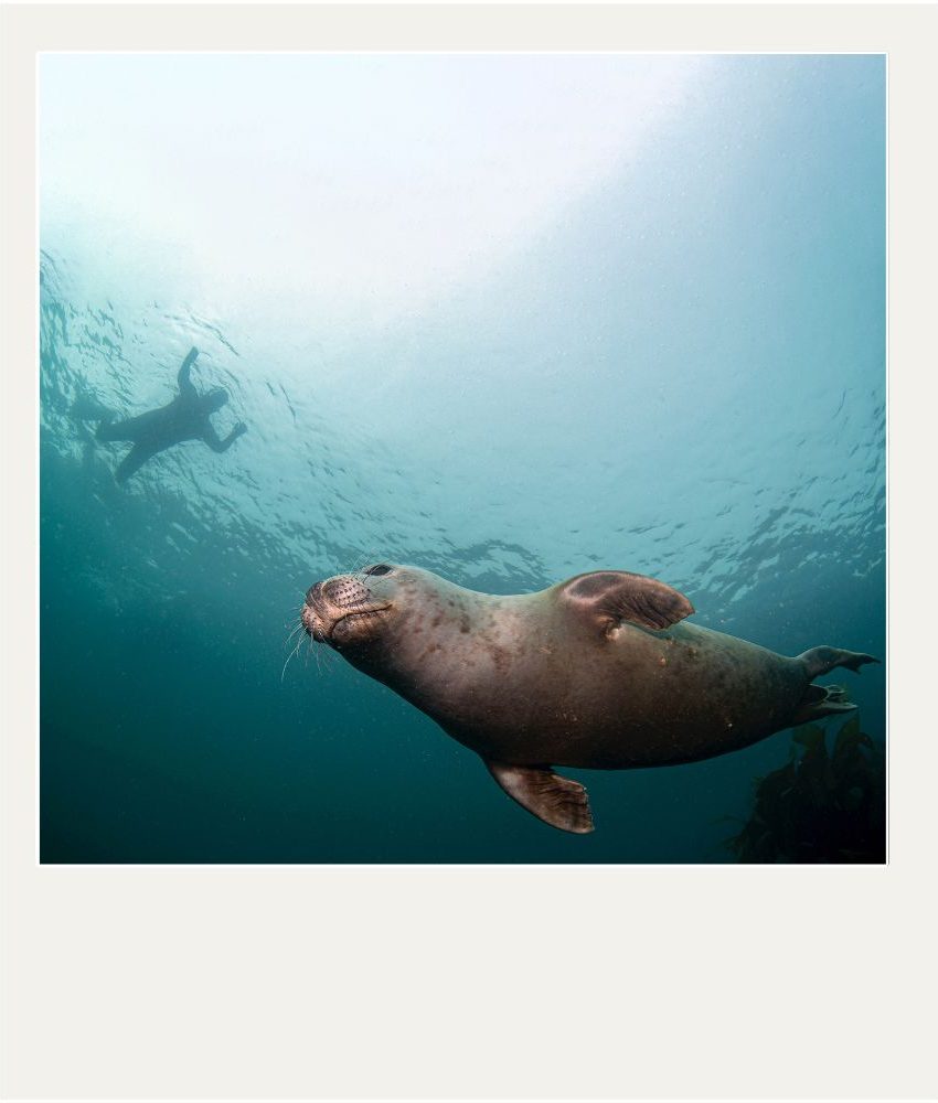 swim-with-seals-ilfracombe