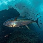 Tuna Off the South West Coast: Is 2026 the Year to Chase Bluefin from North Devon?
