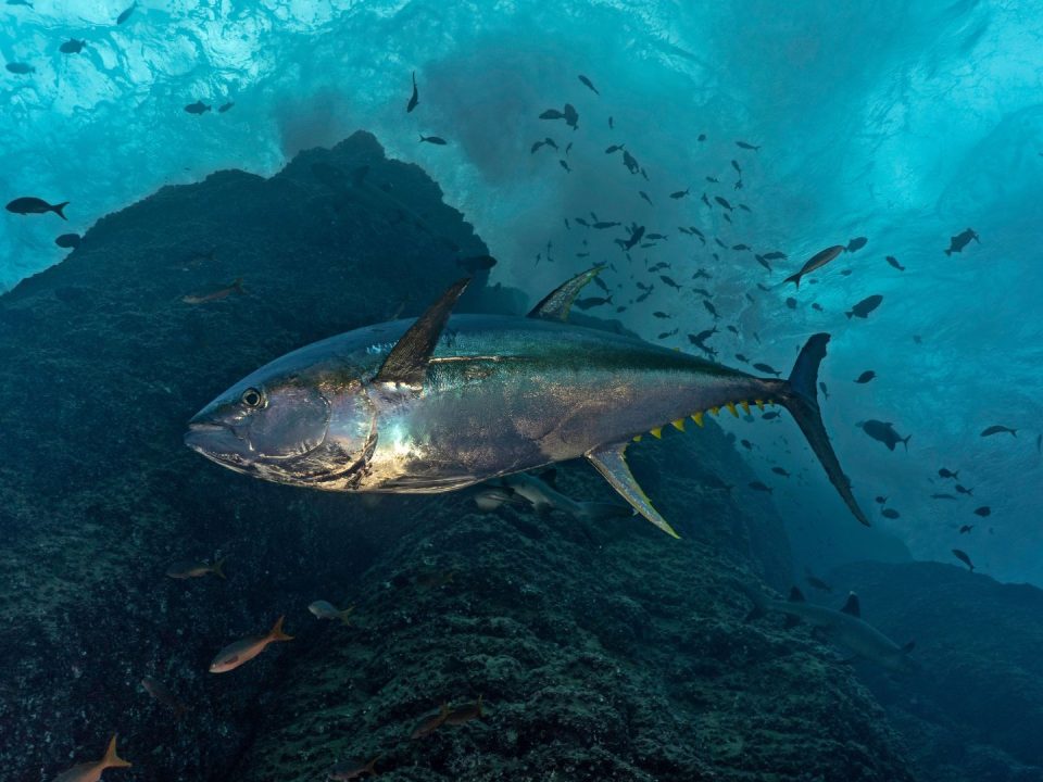 Tuna Off the South West Coast: Is 2026 the Year to Chase Bluefin from North Devon?