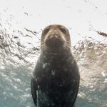 snorkelling with seals Devon, Lundy Island wildlife trip, seal swimming UK, seal snorkel Ilfracombe