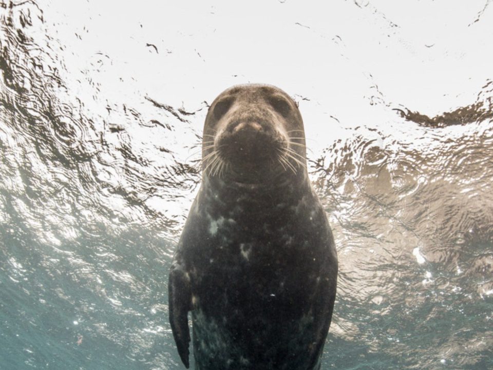 snorkelling with seals Devon, Lundy Island wildlife trip, seal swimming UK, seal snorkel Ilfracombe